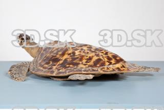 Turtle body photo reference 0072